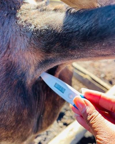 CHECK THE TEMPERATURE BEFORE TREATING RUMINANT ANIMALS